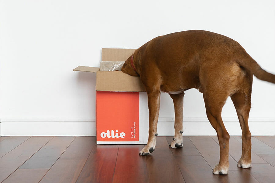 ollie-dog-box