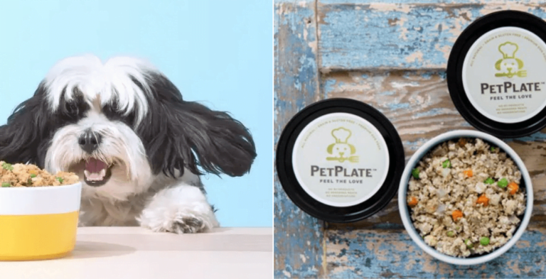 Ollie vs Petplate | Review & Comparision For 2023 ( Updated Buying Guide!)
