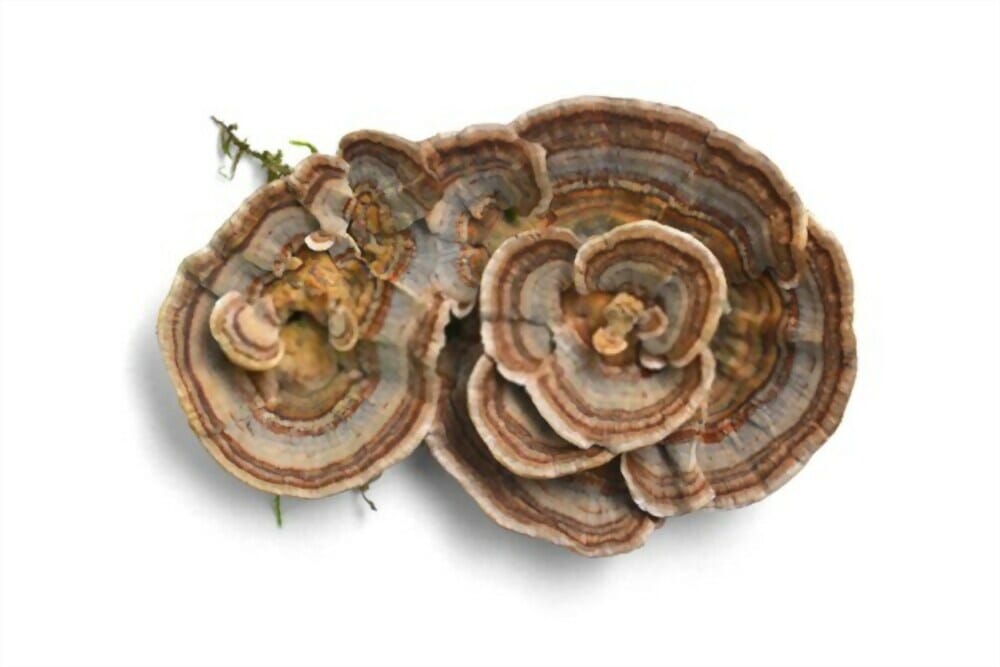 Coriolus Mushroom 
