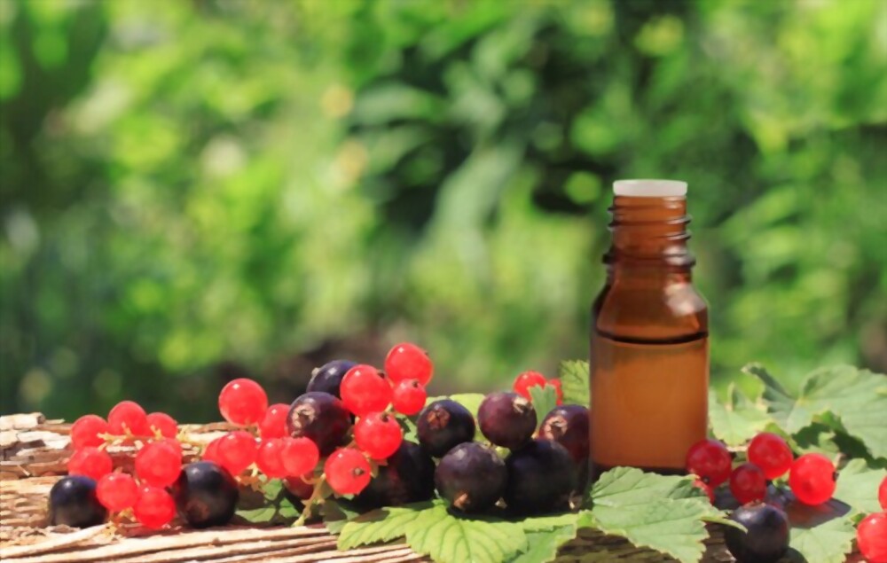 Red and Black Currant Extract