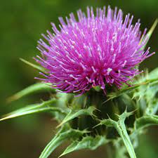 Milk thistle Seed Extract