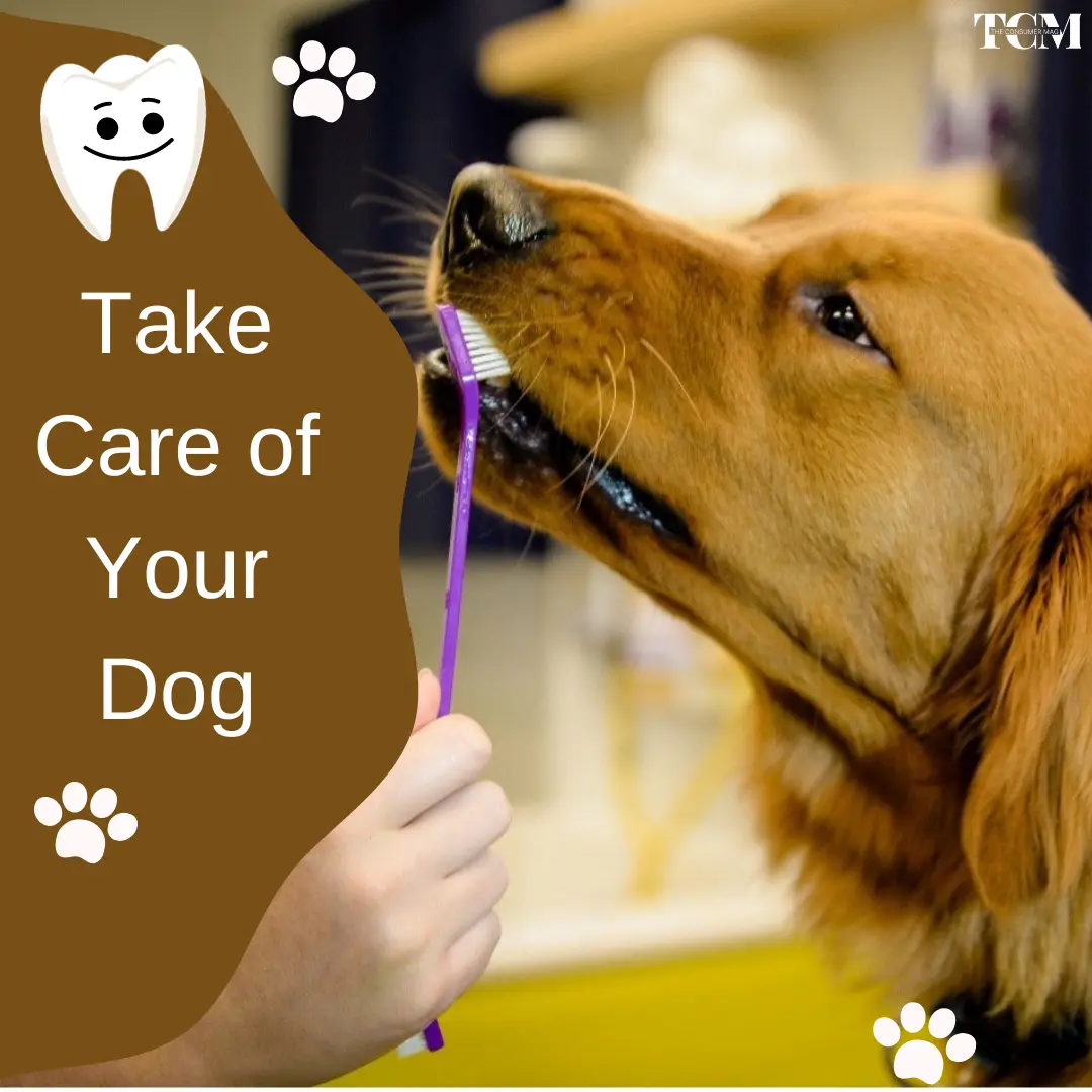 Importance of Proper Dog Care
