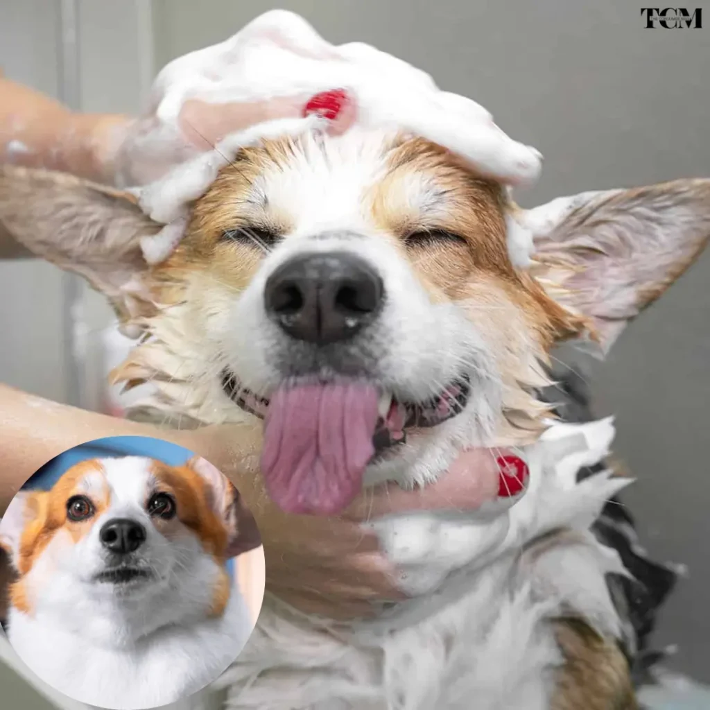 Dog Grooming and Hygiene