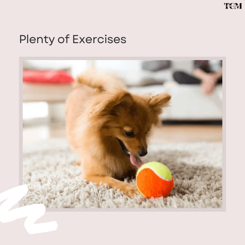 Dog Plenty of Exercises
