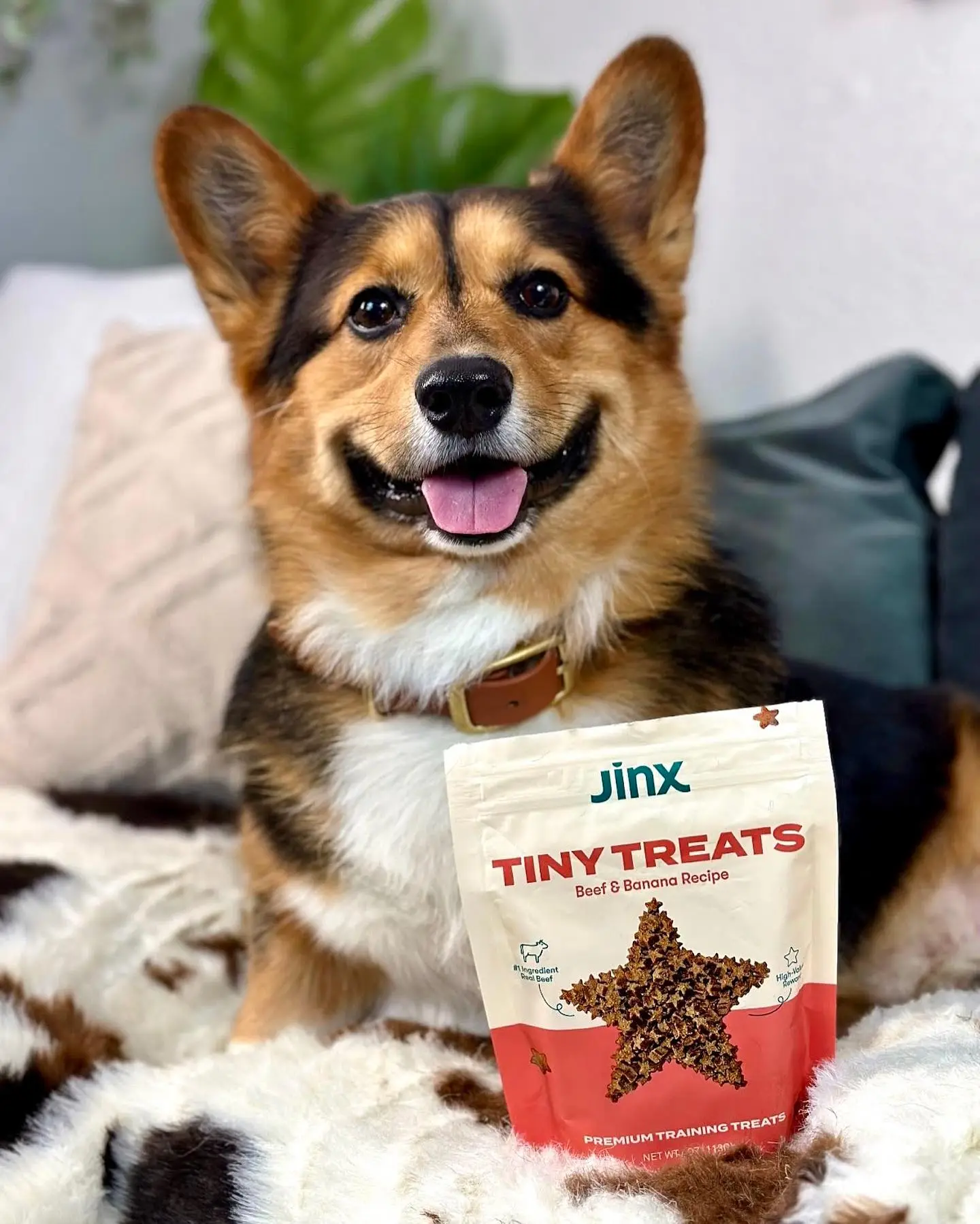 Jinx Dog food