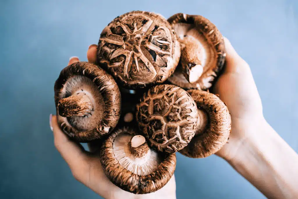 Shiitake Mushroom